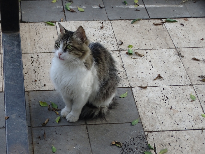 DSC00463 (700x525, 367Kb)