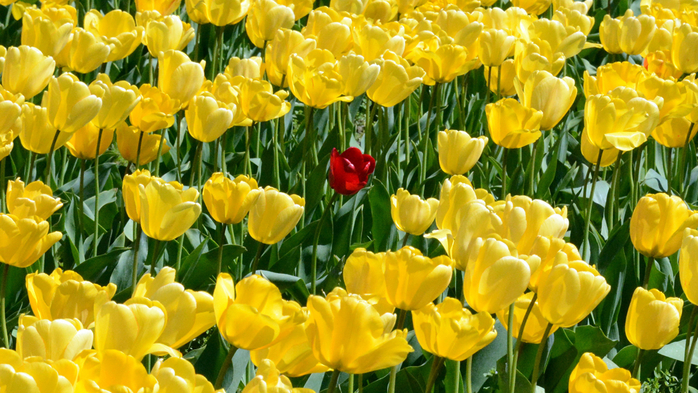 Tulips_Many_Yellow_520901_2048x1152 (700x393, 469Kb)