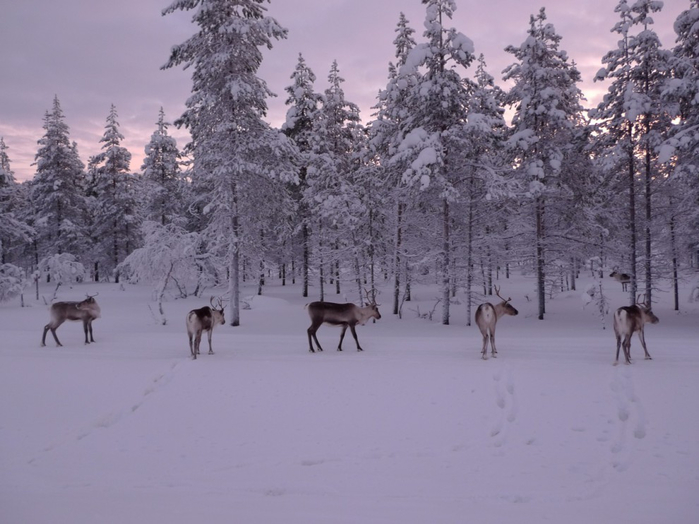 Kari-Lapland-5-990x742 (700x524, 281Kb)