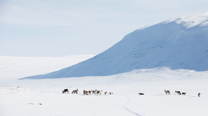 Lapland-4-2 (700x393, 194Kb)