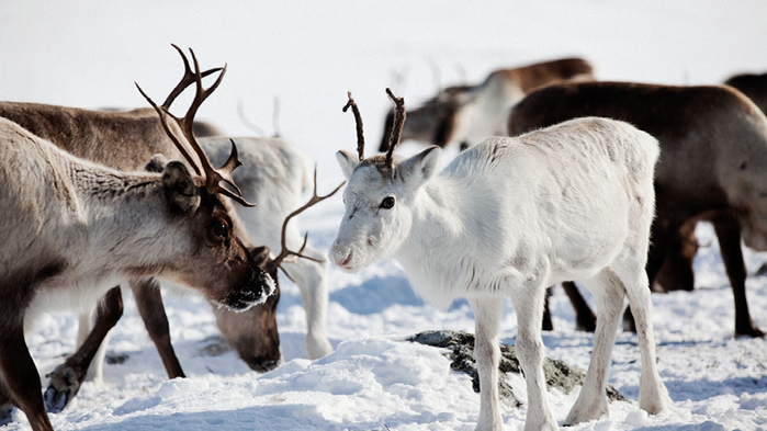 Lapland-4-6 (700x393, 282Kb)