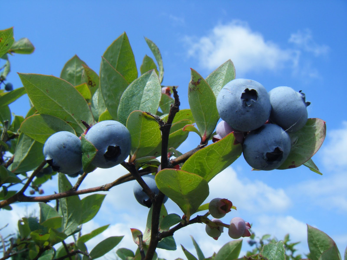 blueberries_2 (700x525, 384Kb)