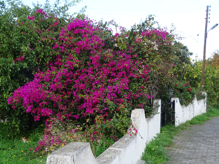 DSC00489 (700x525, 611Kb)