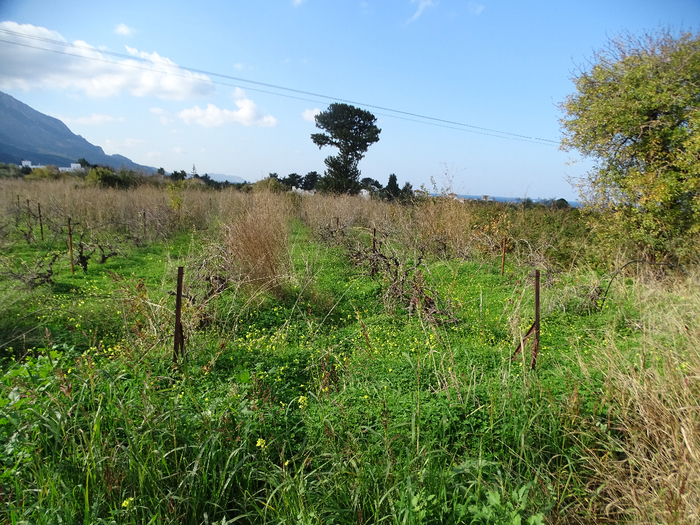 DSC00493 (700x525, 587Kb)