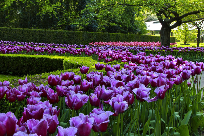 9-beautiful-tulip-garden-manisha-desai (700x466, 549Kb)