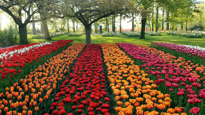 216754_park-kolorowe-tulipany (700x393, 503Kb)