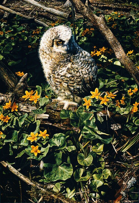 baby great horned owl (478x700, 546Kb)