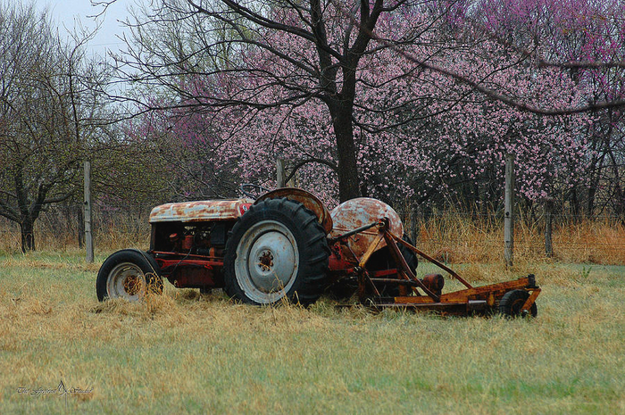 old-tractor-and-redbuds-jill-westbrook (700x465, 575Kb)