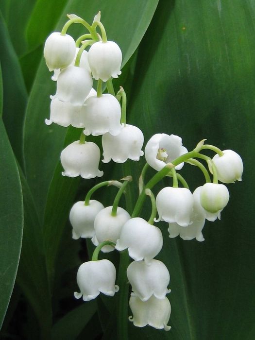 ebb0c2ebb275ac2c59ac3402faa023ee--lily-of-the-valley-lilies (525x700, 43Kb)