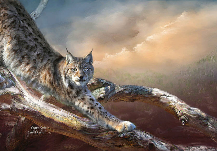 94_LynxSpirit_Pic (700x487, 372Kb)