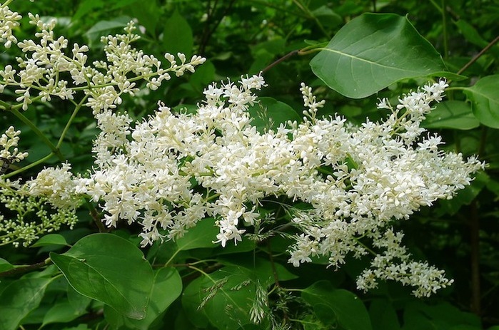 3109898_Syringa_amurensis (700x463, 145Kb)
