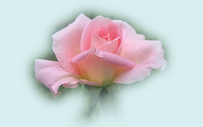 роза розовая красивая (500x400, 20Kb)