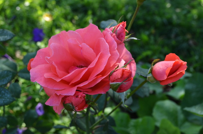 DSC_0638-0 (700x463, 88Kb)