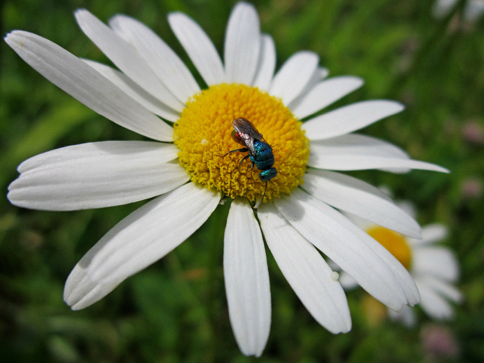 IMG_1892-0 (700x525, 389Kb)