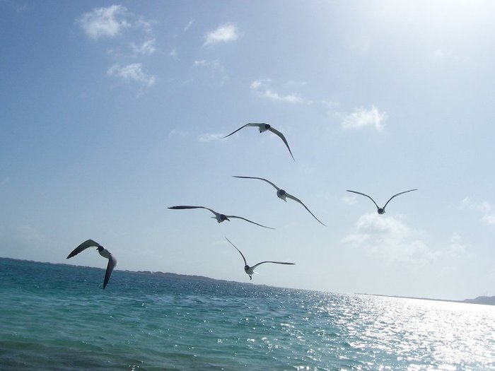white-seagulls-flying-on-a-caribbeans-beach-1373509 (700x525, 42Kb)
