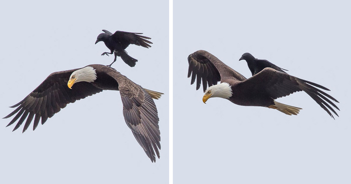 crow-rides-eagle-bird-photography-phoo-chan-fb (700x367, 95Kb)