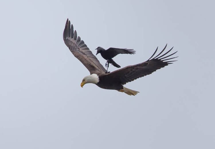 Clever-Crow-Spotted-Hitching-A-Ride-On-Flying-Bald-Eagles-Back-3 (700x486, 64Kb)