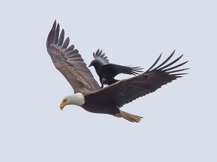 Clever-Crow-Spotted-Hitching-A-Ride-On-Flying-Bald-Eagles-Back-4 (700x523, 85Kb)