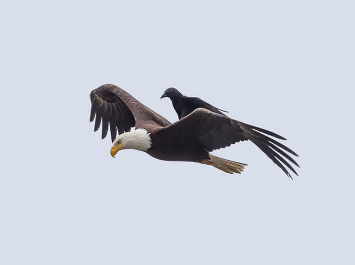 Clever-Crow-Spotted-Hitching-A-Ride-On-Flying-Bald-Eagles-Back-5 (700x523, 57Kb)