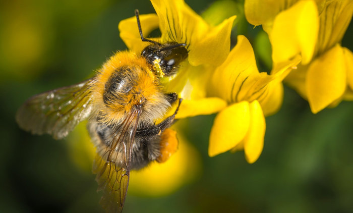 bumblebee-shmel-makro-nasekomoe-macro-insect-close-up-egor-k (700x422, 250Kb)