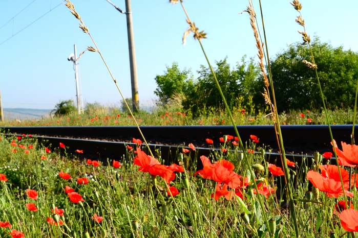 grass-blossom-plant-railway-railroad-field-farm-meadow-flower-bloom-train-country-travel-floral-transportation-transport-red-metal-station-industry-colorful-garden-flora-rural-area-flowering-plant- (700x466, 547Kb)