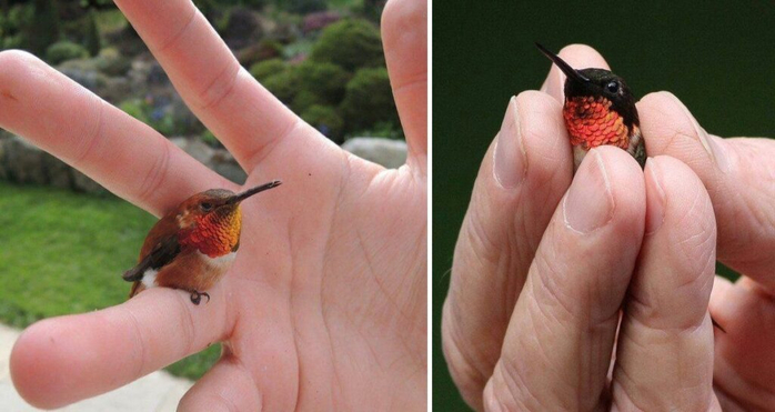 meet-the-bee-hummingbird-the-smallest-bird-in-the-world-tn-play-1024x544-2 (700x371, 249Kb)