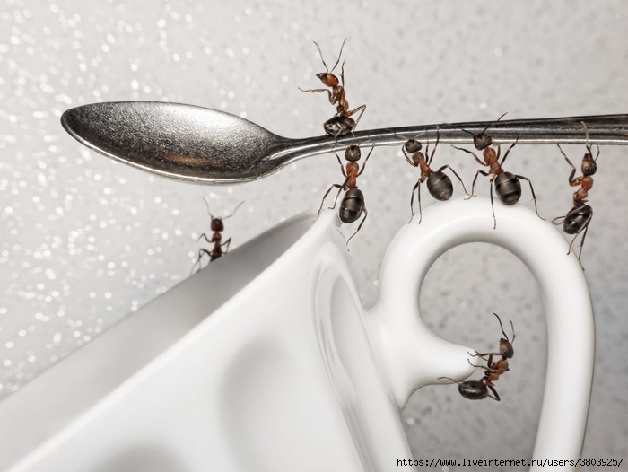 Как избавиться от муравьёв в доме раз и навсегда