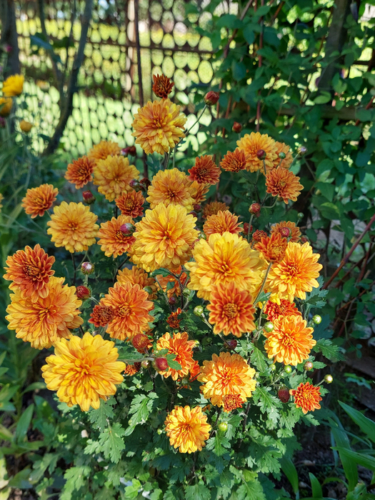20240707_085510 (525x700, 603Kb)