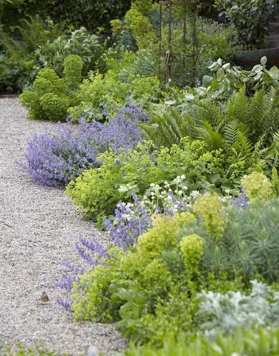 ladys-mantle-alchemilla-mollis-euphorbia-border-britt-willoughby-dyer-old-lands (392x499, 210Kb)