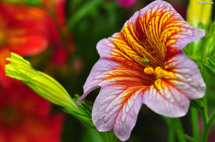 187553_kwiat-salpiglossis (700x464, 317Kb)