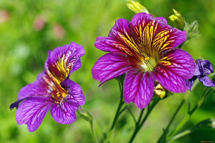 1650510120_54-vsegda-pomnim-com-p-kak-viglyadit-tsvetok-salpiglossis-foto-58 (700x465, 428Kb)