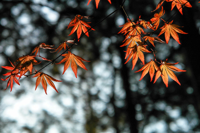 2048x1365_px_leaves_nature_Orange_Trees-847304 (700x466, 113Kb)