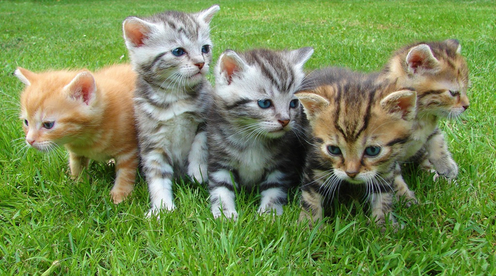 cute-kitten-cat-feline-mammal-fauna-939684-pxhere.com_ (700x388, 419Kb)