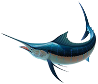 Swordfish PNG t (200x172, 38Kb)