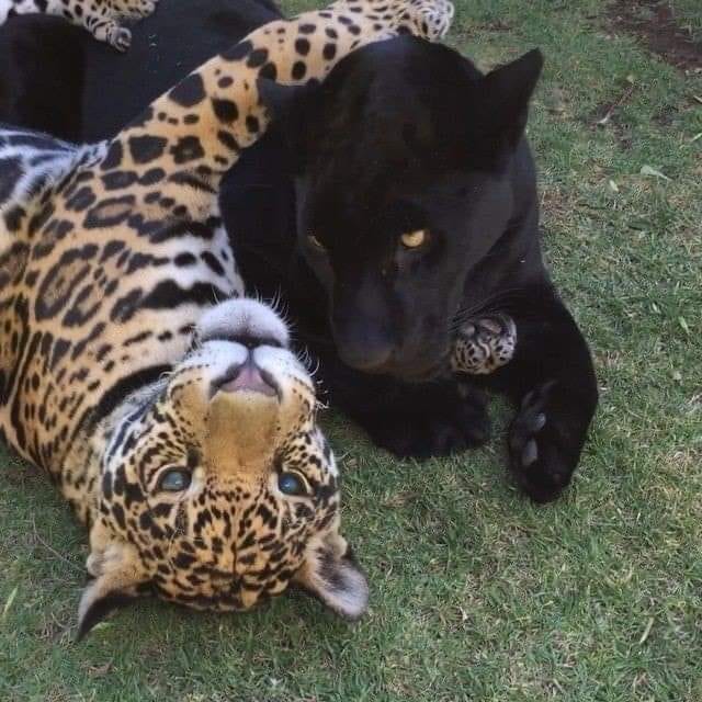 240424572_1961161450733483_1337258390510666952_n (640x640, 68Kb)