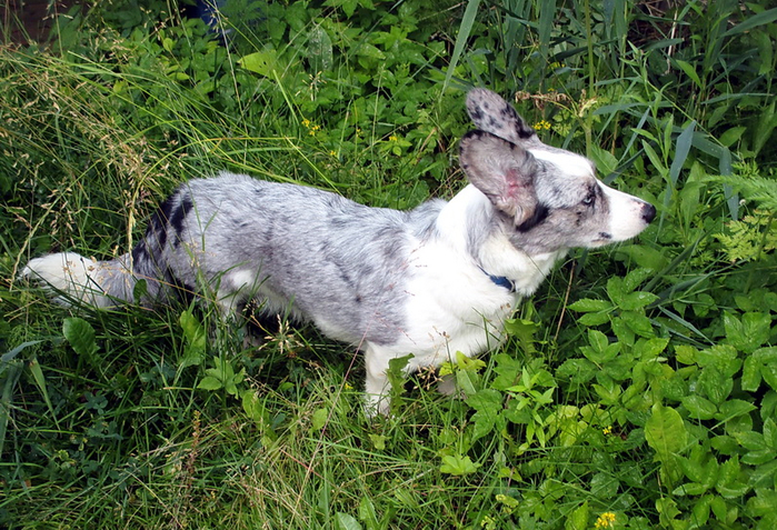 IMG_0311 (700x477, 543Kb)