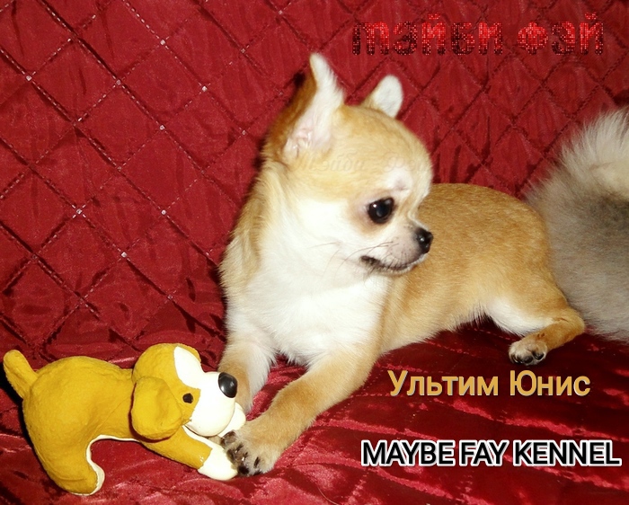 питомник MAYBE FAY Ультим Юнис чихуахуа беби-фейс Пенза (700x562, 212Kb)