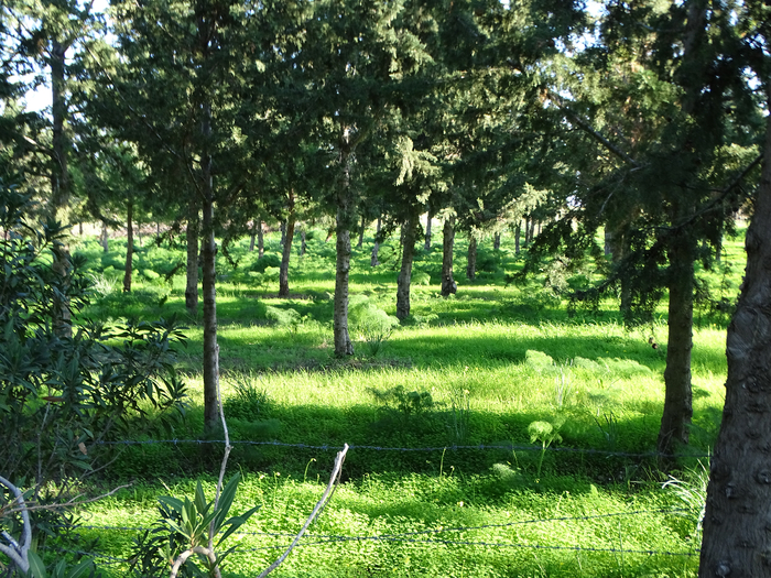 DSC00507 (700x525, 633Kb)