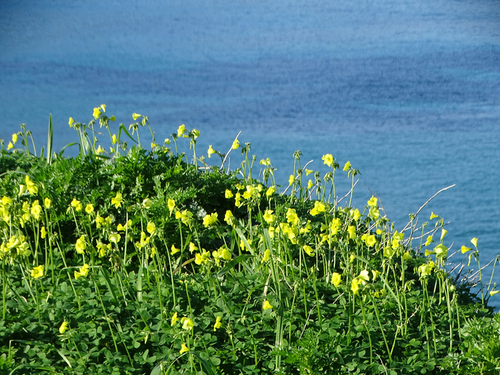 DSC00528 (700x525, 571Kb)