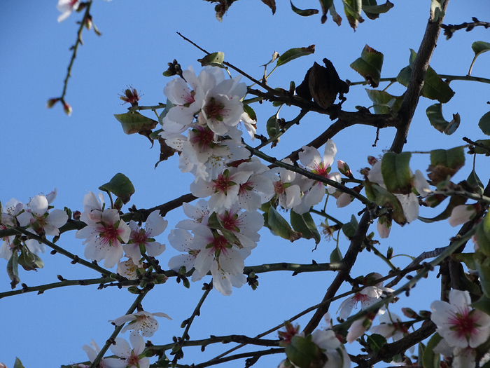 DSC00205 (700x525, 452Kb)