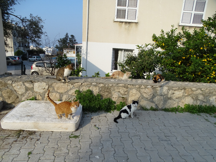 DSC00365 (700x525, 470Kb)