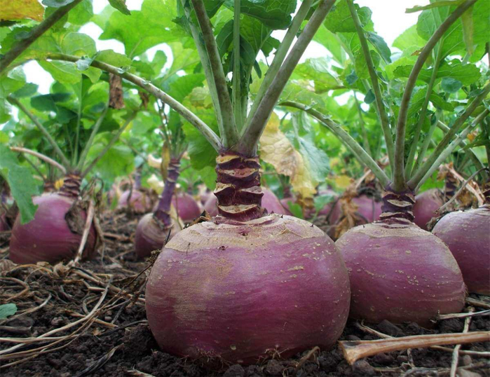 rutabaga (700x538, 447Kb)