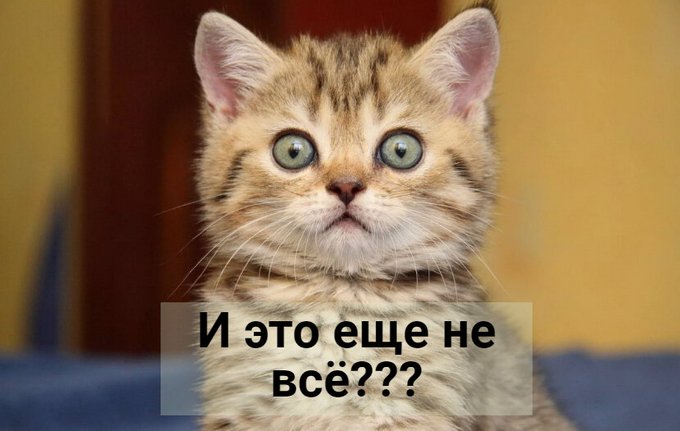 3109898_kotya_ydivlen (680x431, 46Kb)
