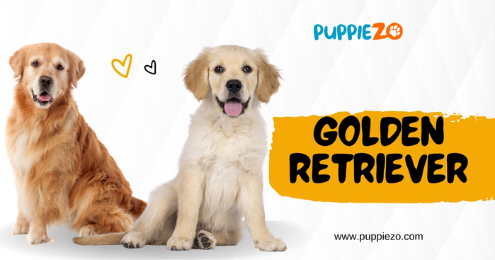 buy golden retriever (700x367, 193Kb)