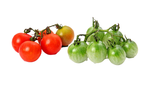 pngtree-green-and-red-tomatoes-vegetables-isolated-vegetables-healthy-raw-photo-image_5127298-fotor-bg-remover-2024092114722 (500x306, 121Kb)