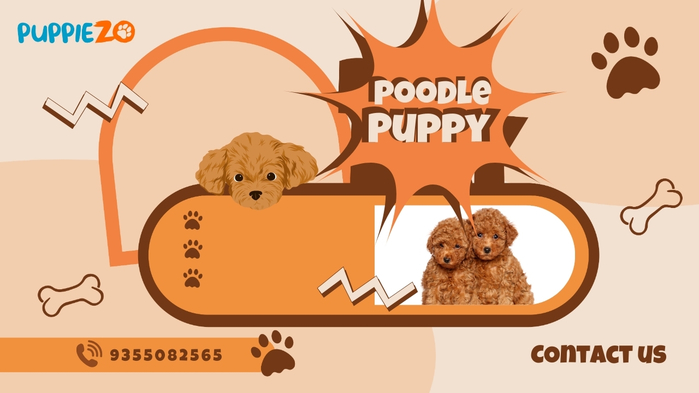 Poodle - (700x393, 159Kb)