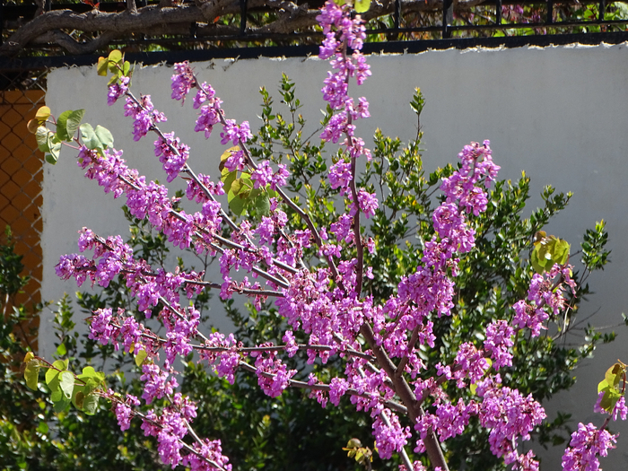 DSC00069 (700x525, 606Kb)
