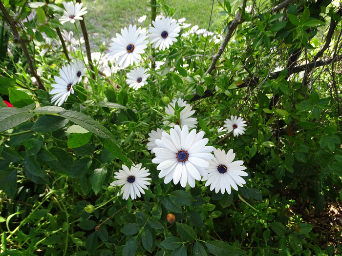 DSC00090 (700x525, 557Kb)