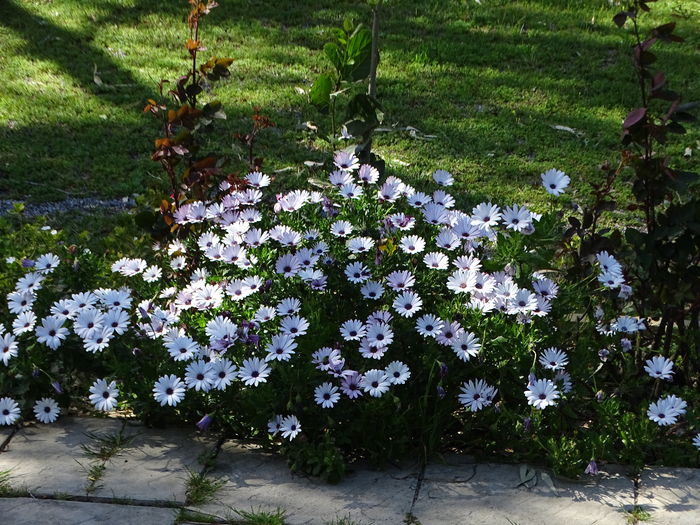 DSC00092 (700x525, 558Kb)