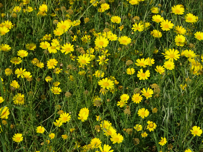 DSC00152 (700x525, 693Kb)